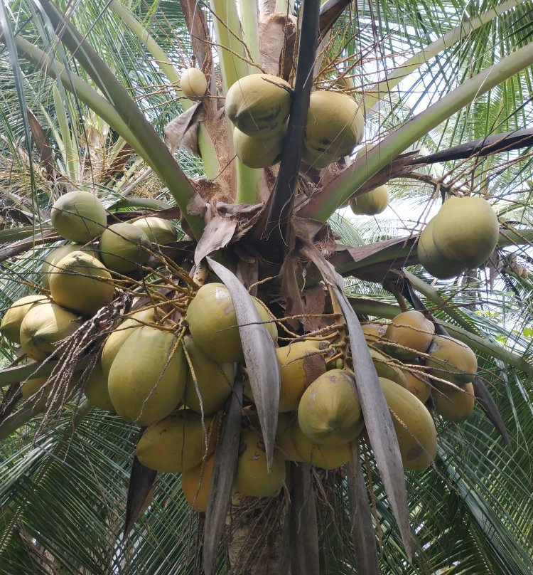 Dumi's Place - Ranna主图