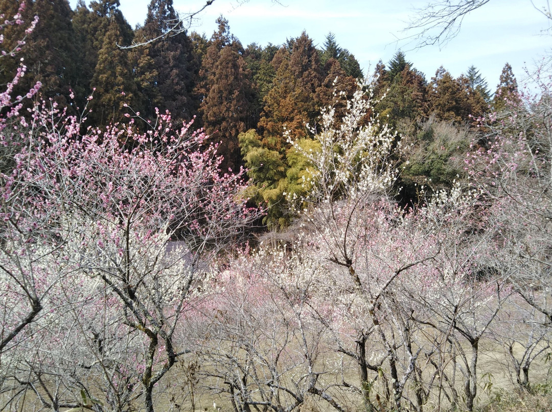 Toritsu Komine Park景点图片