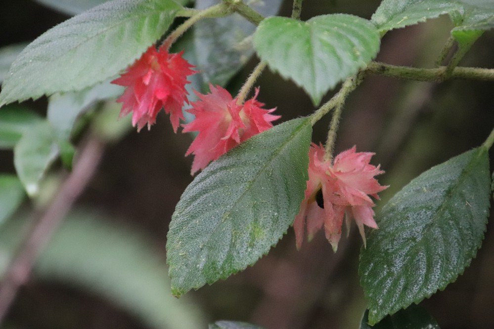 Randonnée de la Trace des Jésuites-Fonds Saint Denis必去景点