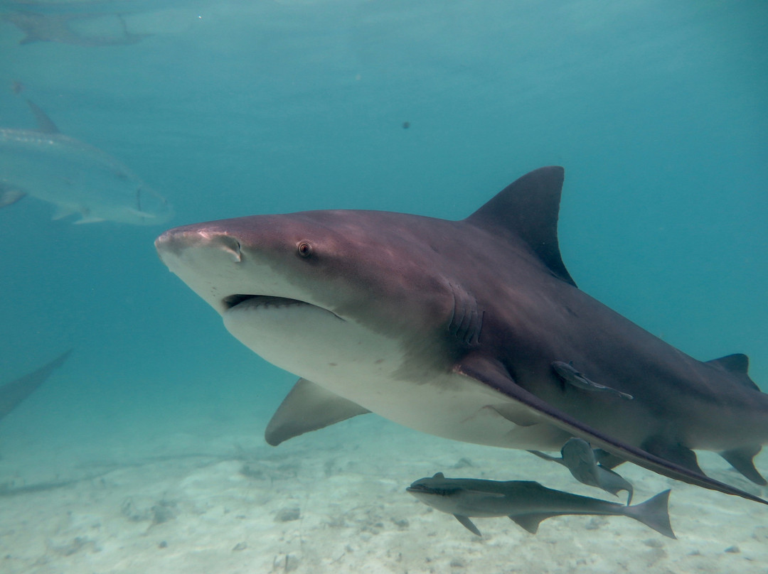 Bimini Bull Run-Bimini必去景点