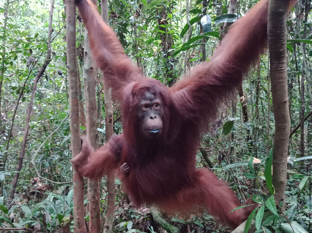 Wahyu Tanjung Puting Tour and Trip-Pangkalan Bun必去景点