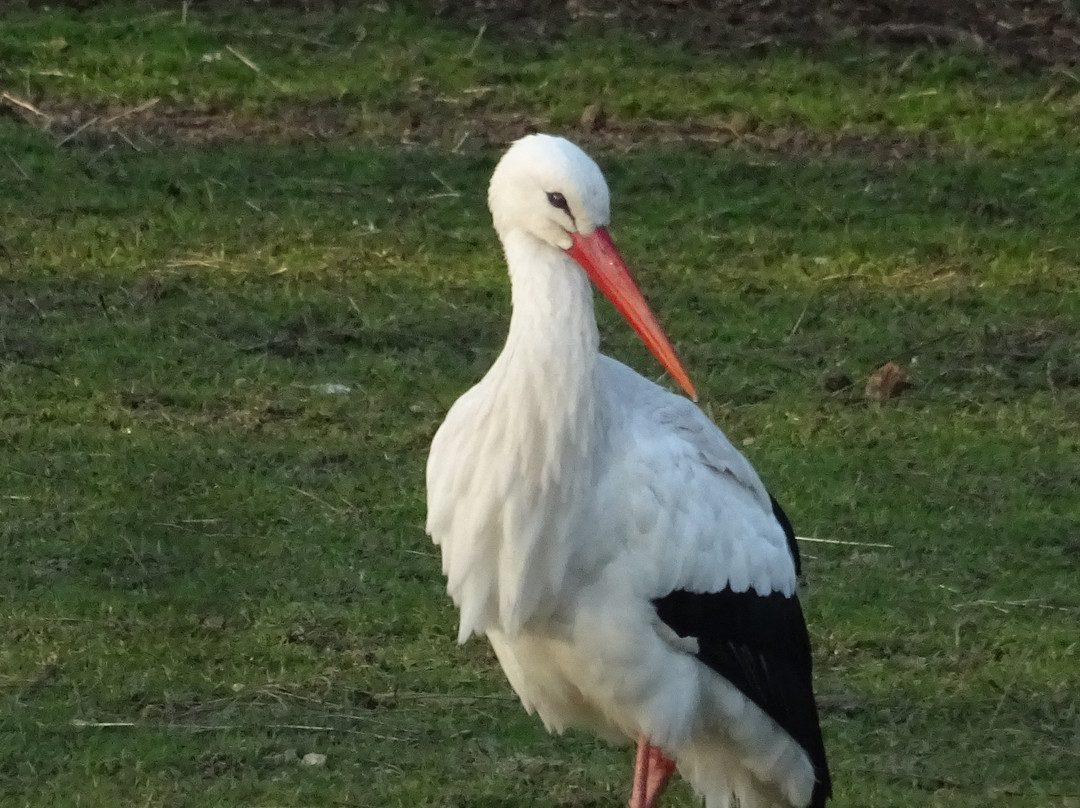 Park Lingezegen-Elst必去景点