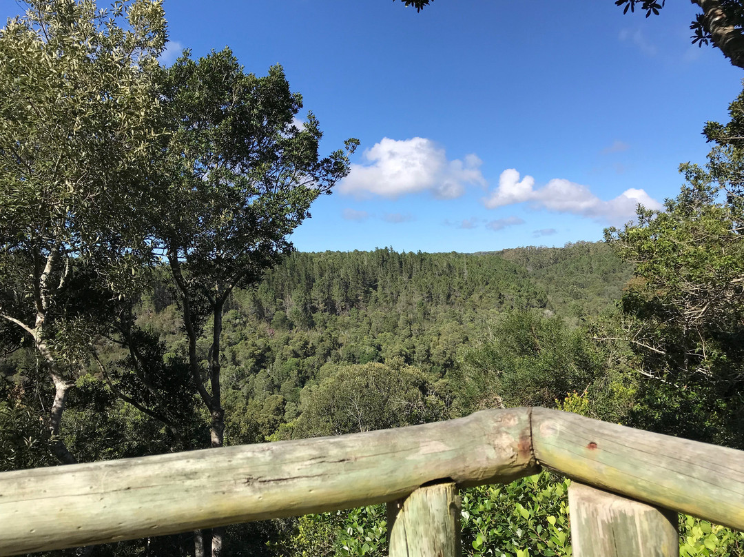 阿尔树杆洛奇主图