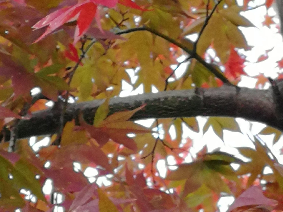 Torii Kannon-饭能市必去景点