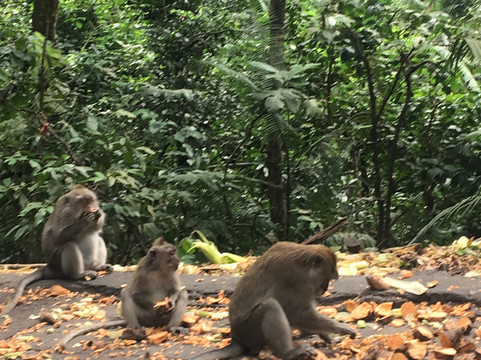 My Bali Journey-Ketewel必去景点