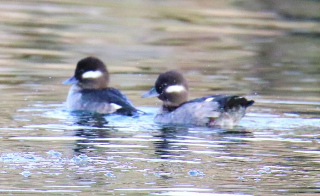 Brannan Island State Park-Rio Vista必去景点