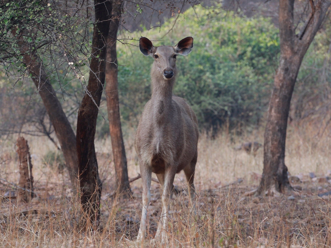 Ranthambore Tiger Reserve景点图片