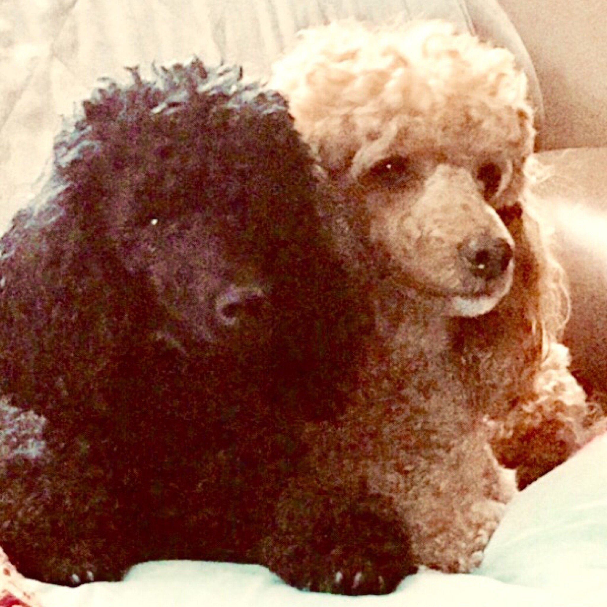 Anchorage Holiday Units-官方