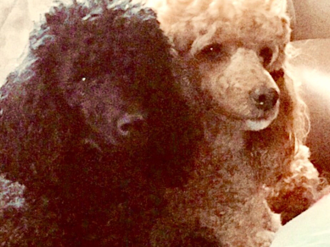 Lake Tyers酒店住宿-Anchorage Holiday Units