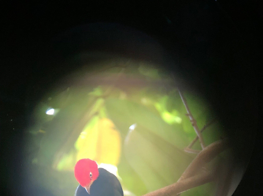 Oro Verde Biological Reserve景点图片