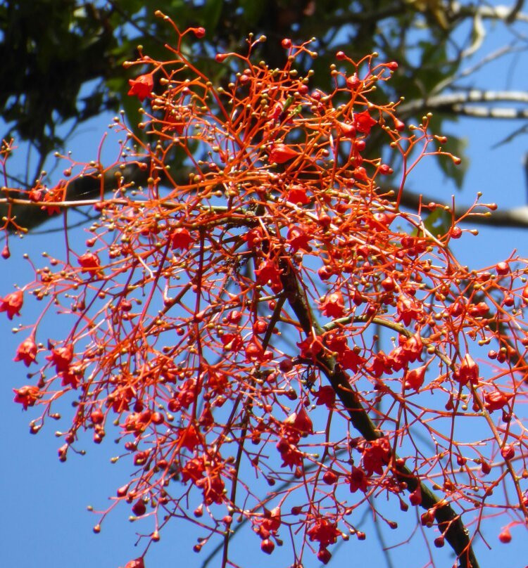 Maroochy Regional Bushland Botanic Garden景点图片