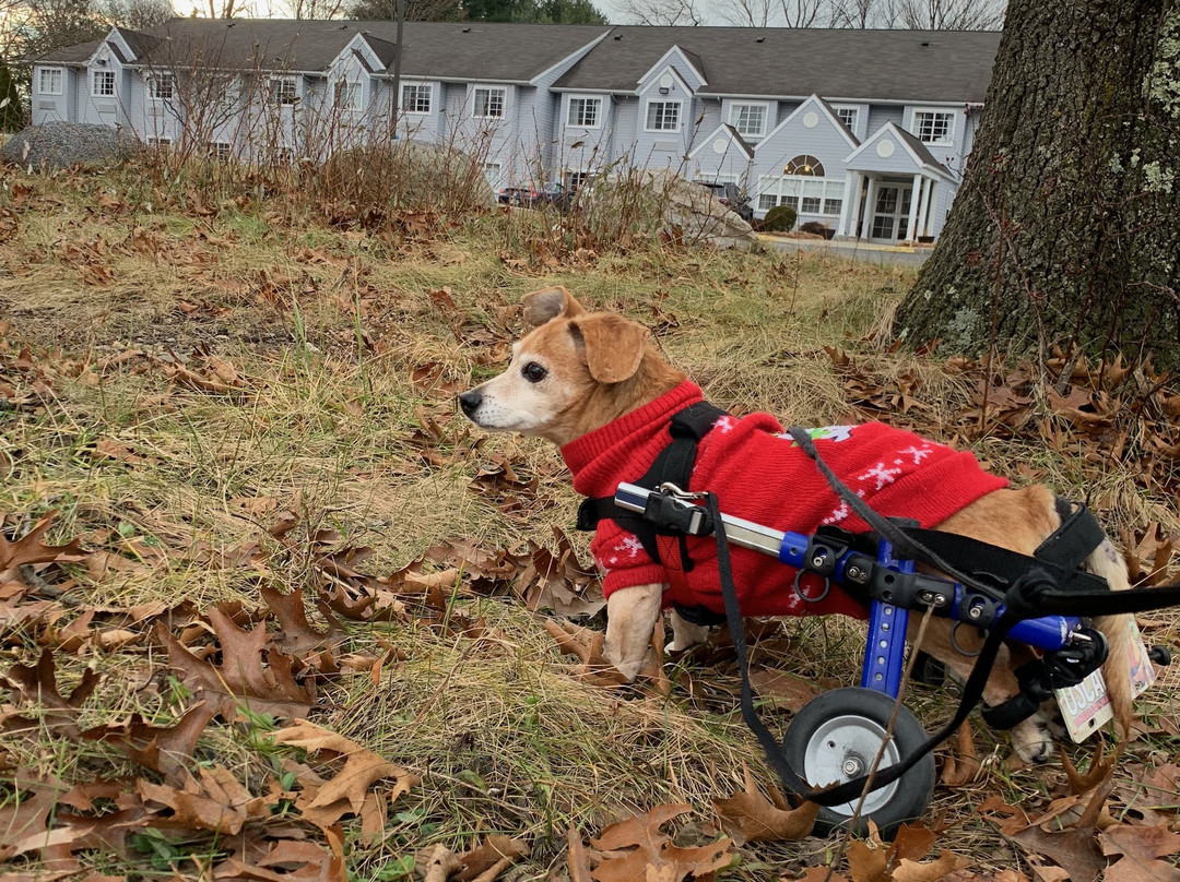 Microtel Inn & Suites by Wyndham Bethel / Danbury主图