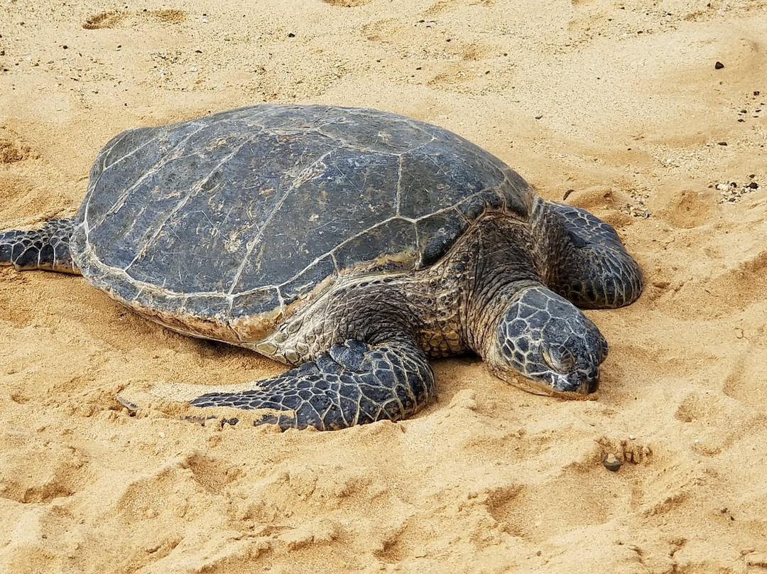 威尔哈伊海滩俱乐部万豪酒店主图