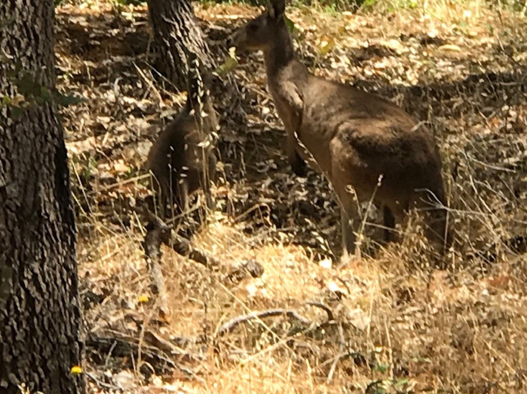 Kitty's Gorge Walk-Jarrahdale必去景点
