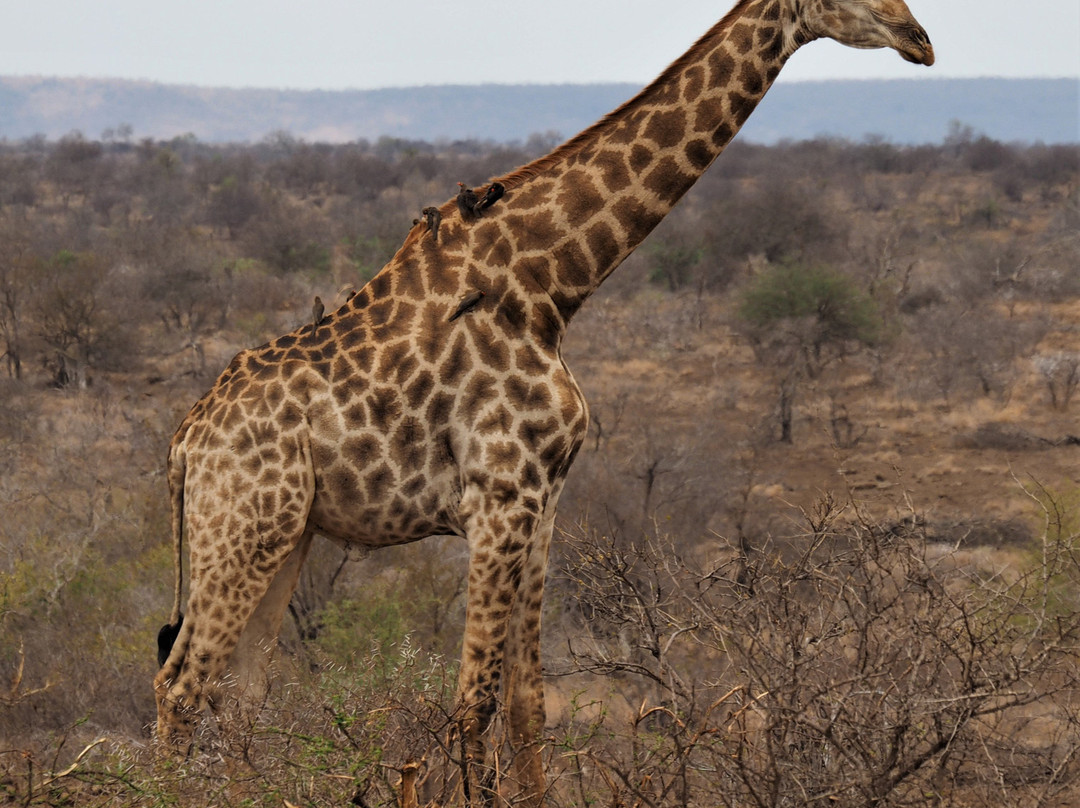 African Journeys景点图片
