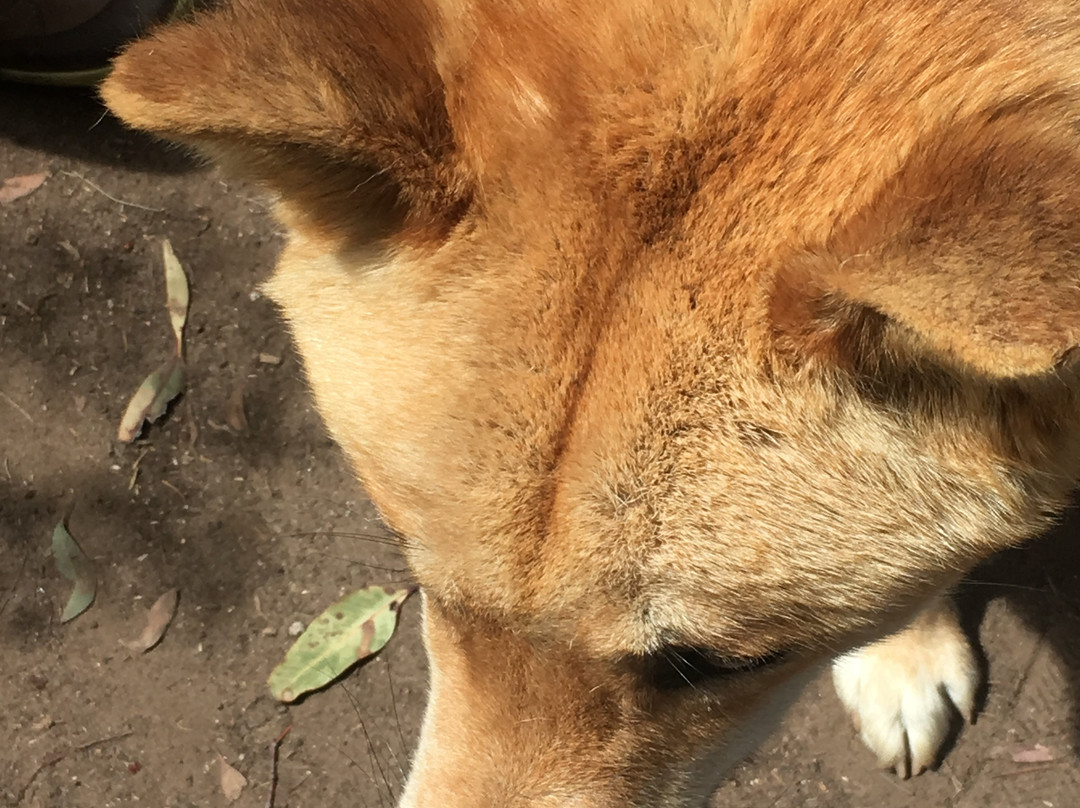 Dingo Sanctuary-Bargo必去景点