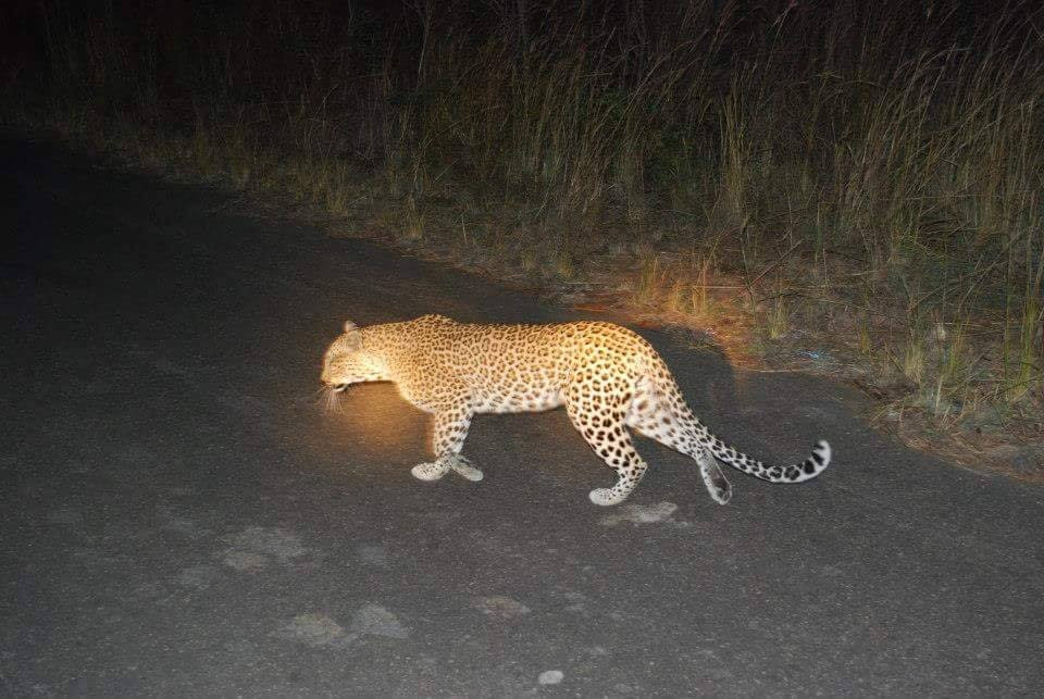 Kruger National Park Night Drive-玛洛斯帕克必去景点