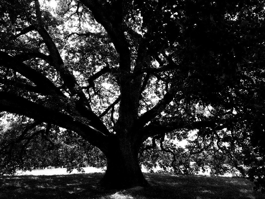 Arbre Chene Tombeboeuf景点图片