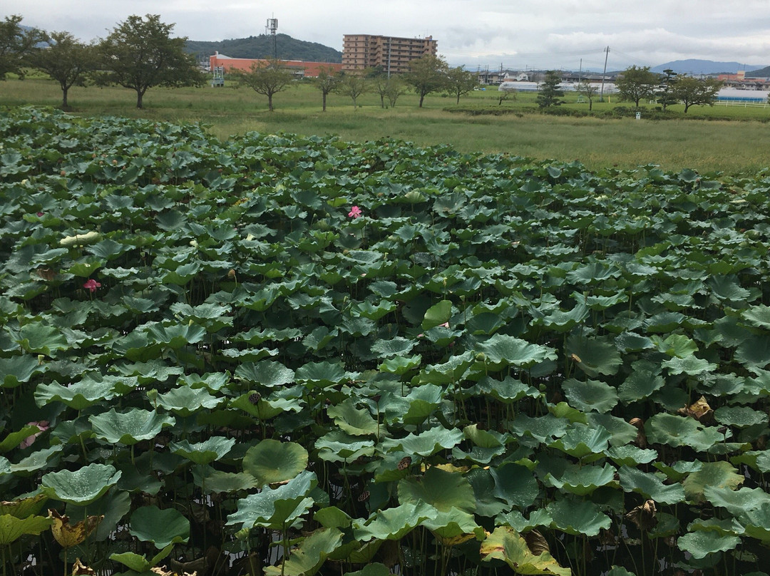 Takamatsujyoshi Park景点图片