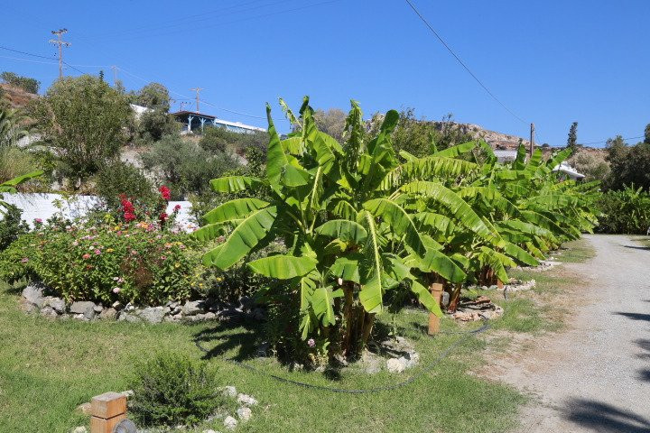 Anastasia's Garden主图