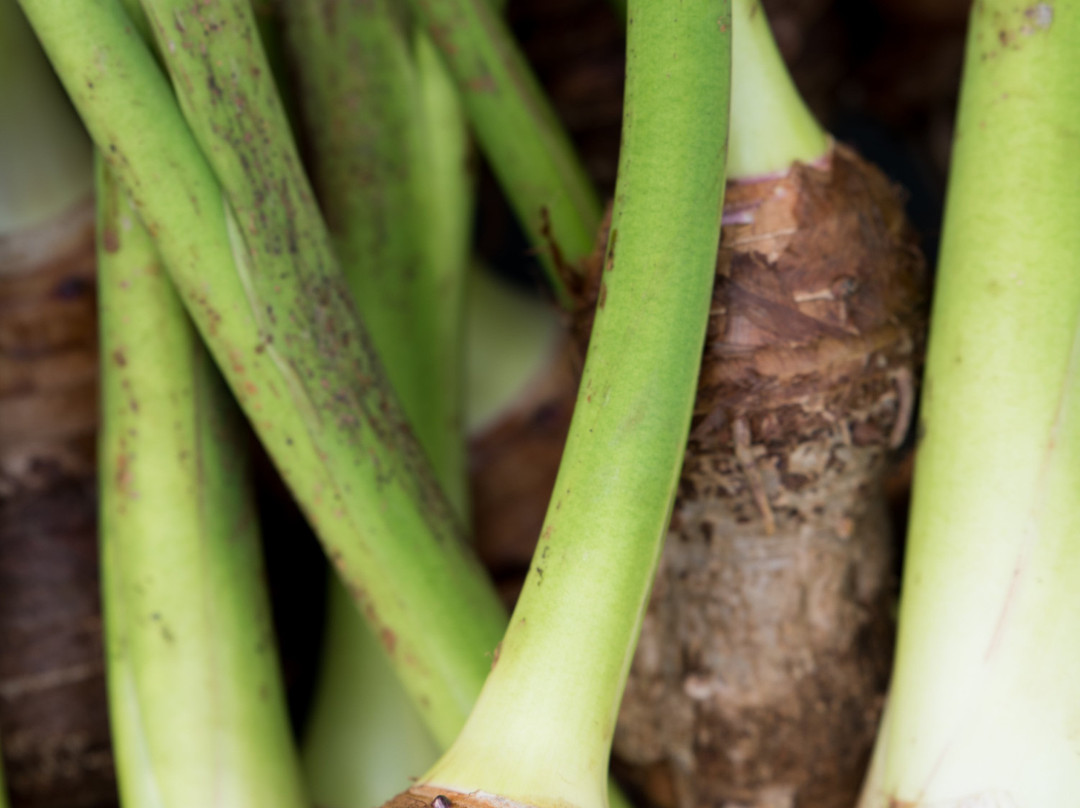 Hamakua Harvest Farmers Market-霍诺卡阿必去景点