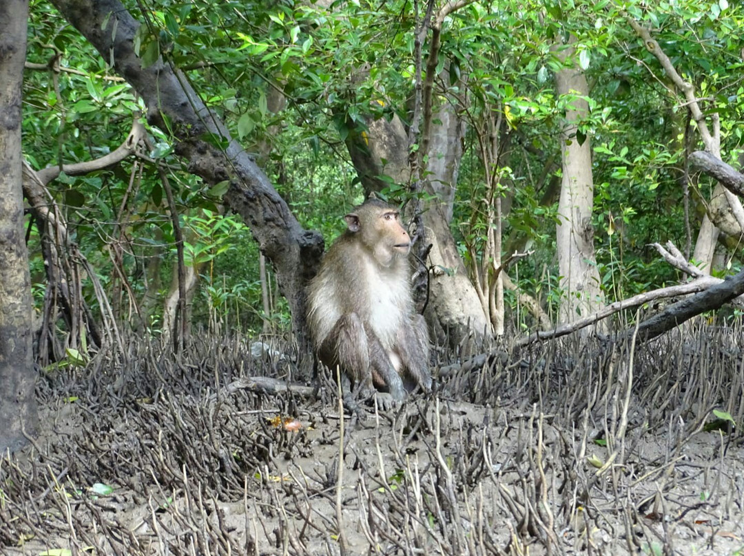 Klong Kone Mangrove Forest-夜功必去景点