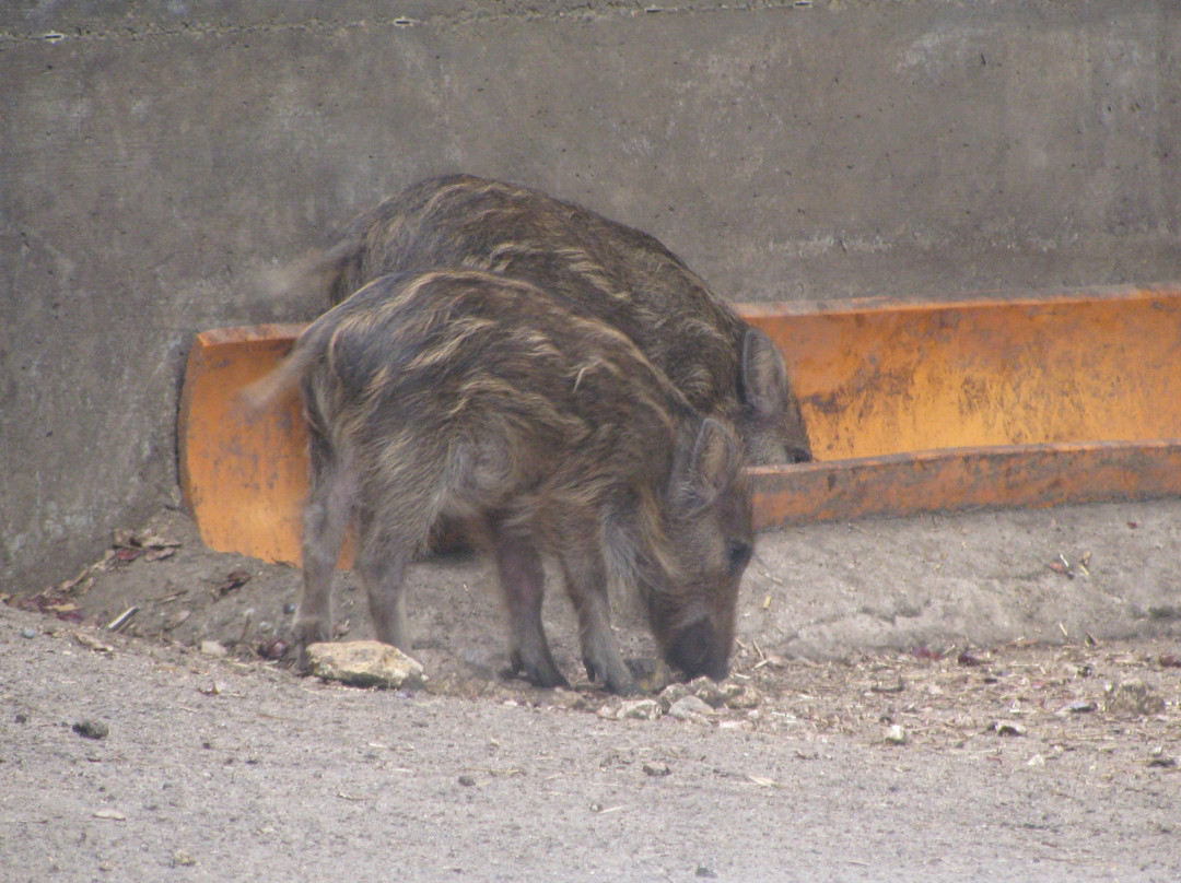Parc zoologique Bienne-比尔必去景点