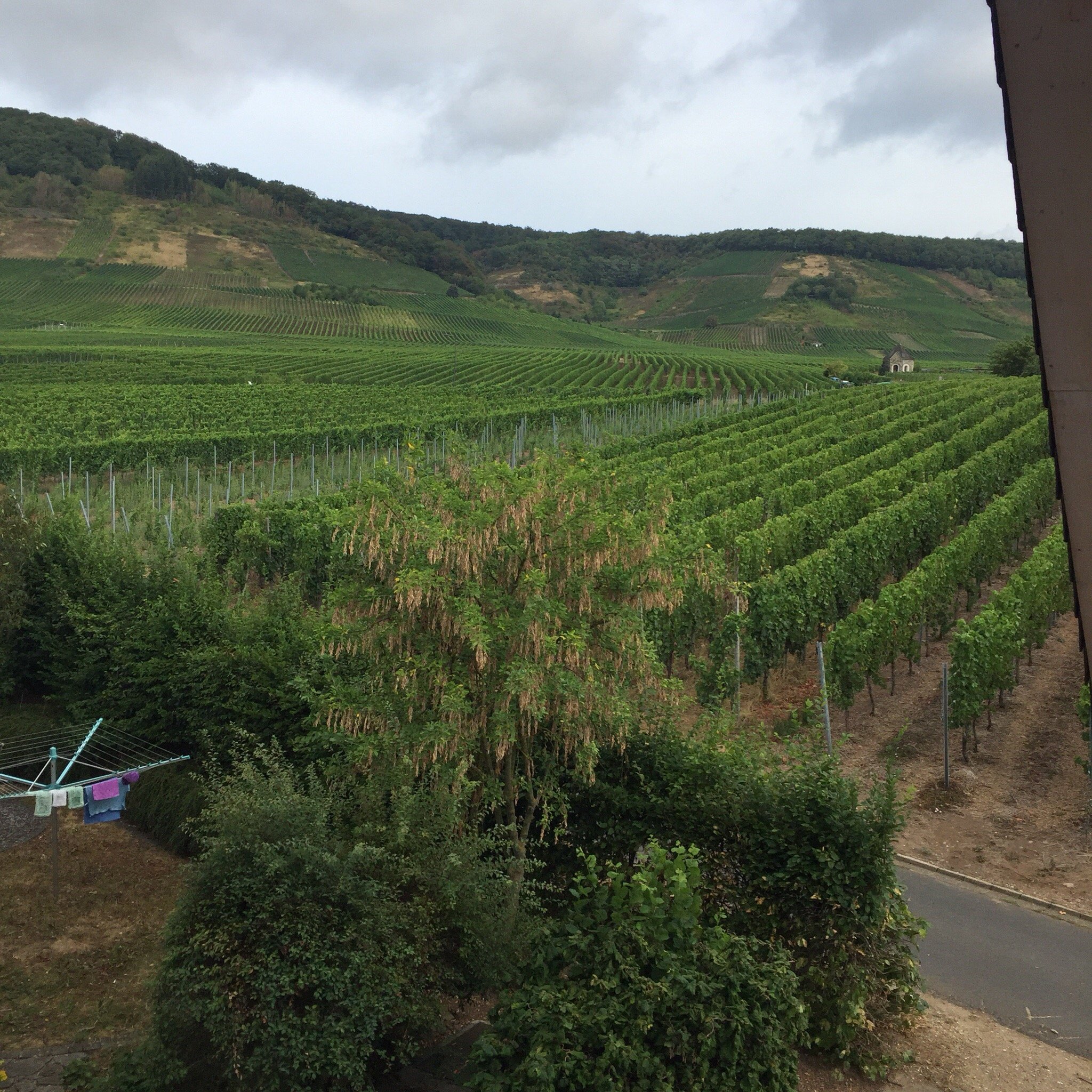 Ferienweingut Pies-官方