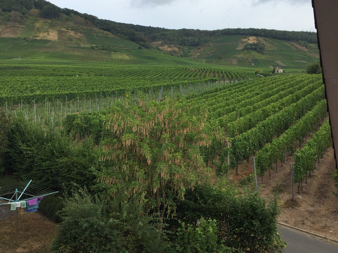 Ferienweingut Pies主图