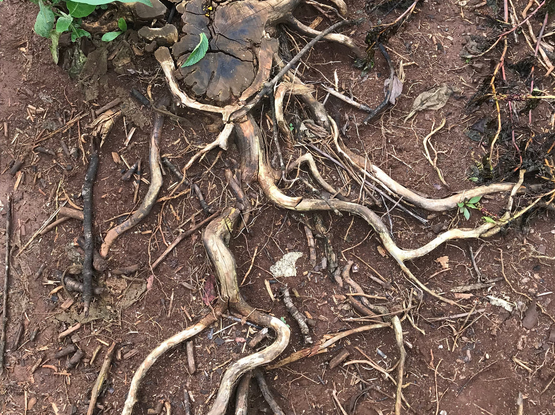 Gatamaiyu Forest-Kikuyu必去景点