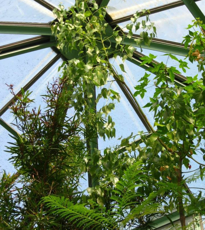 Serres du Jardin botanique de Liège景点图片