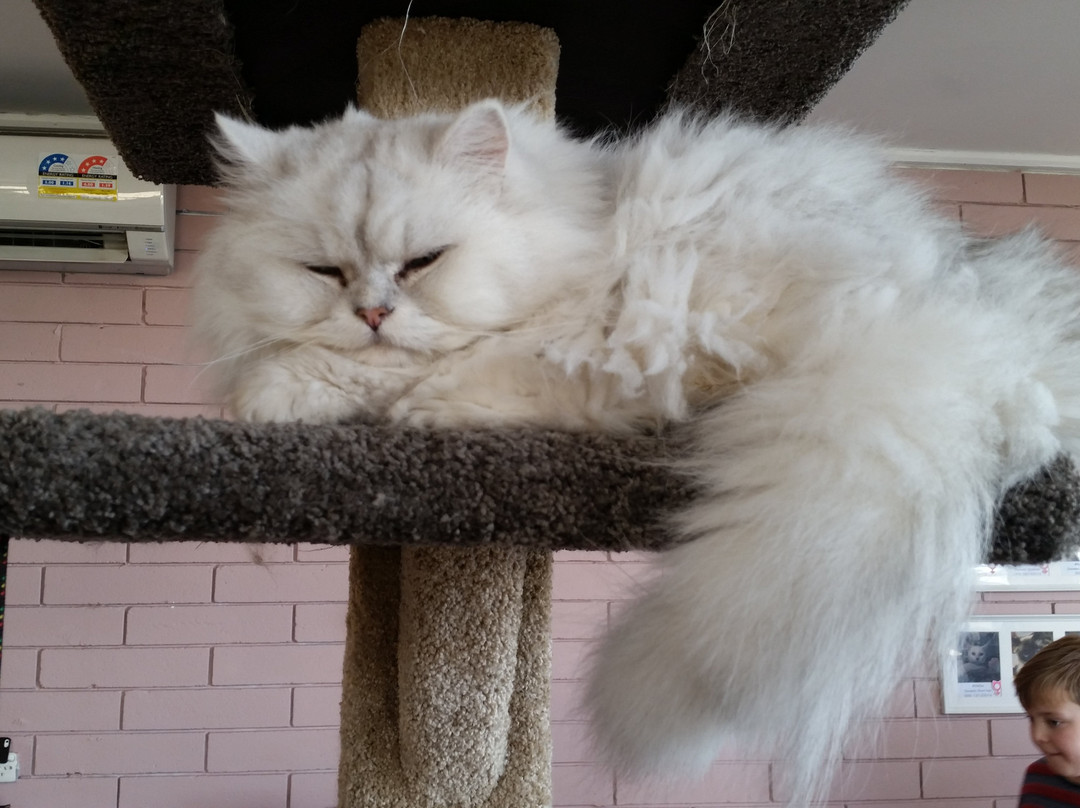 Hashtag meow景点图片
