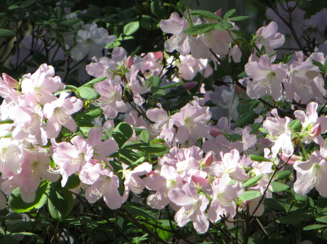 Central Botanical Garden of the National Academy of Sciences of Belarus景点图片