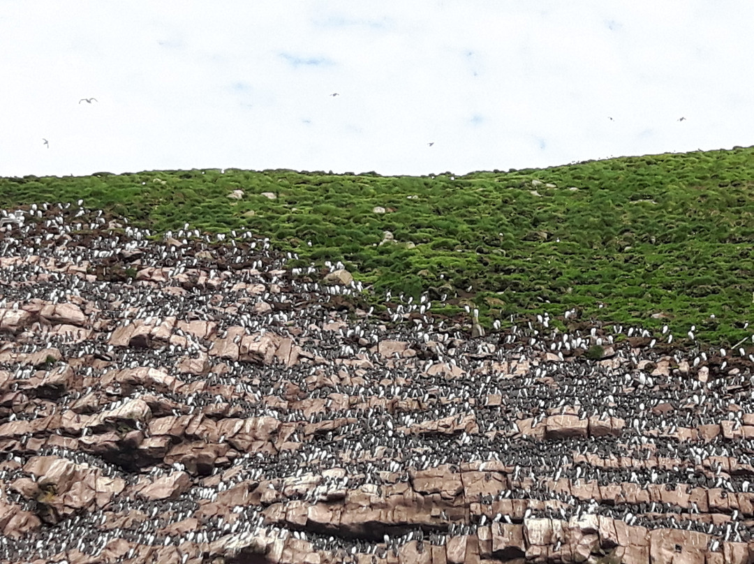 Bay Bulls (Bull Head)-Bay Bulls必去景点