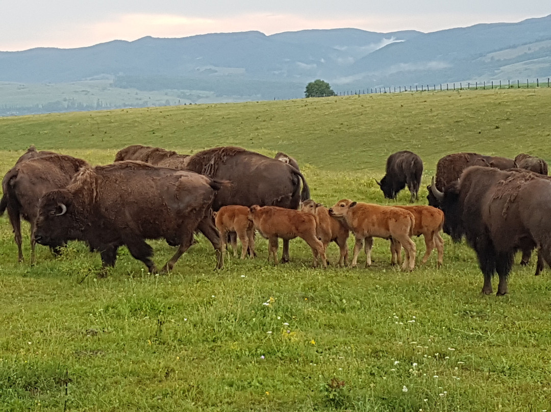 Ferma de Bizoni - Bison Farm景点图片