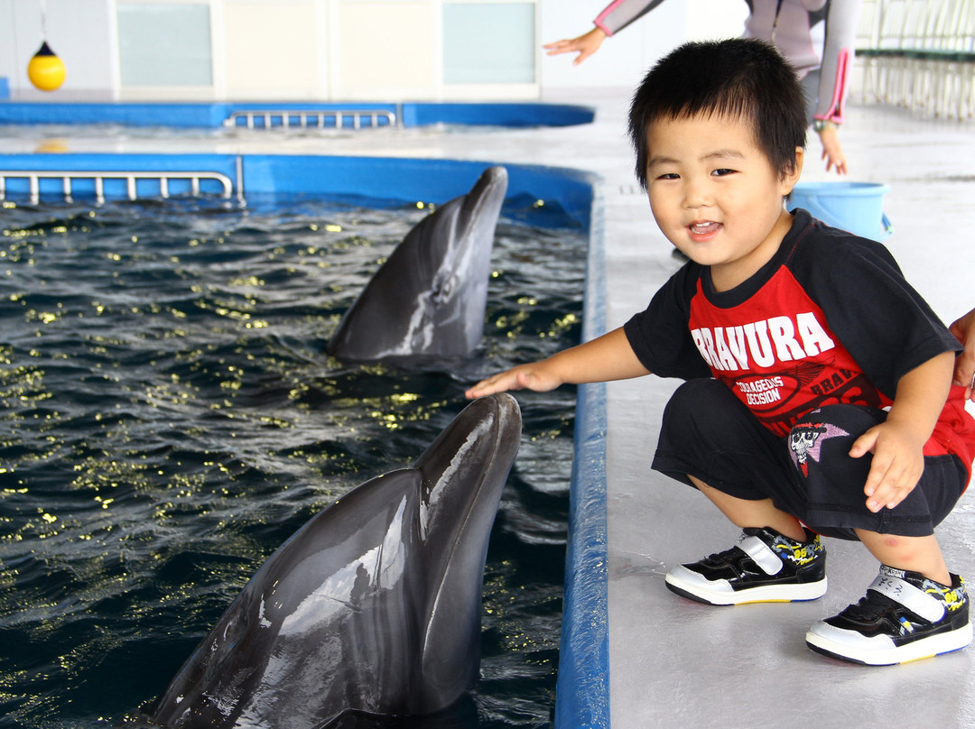 Shibushi Bay Daikoku Dolphin Park景点图片