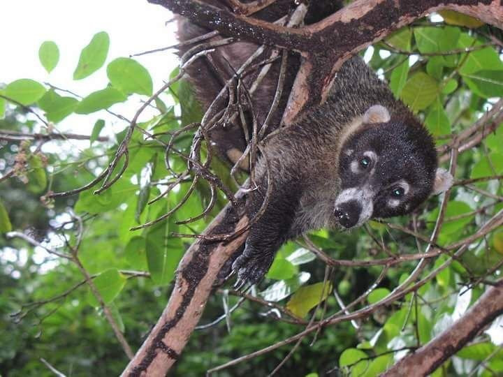 Sierpe River Camp主图