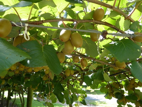 Kiwifruit Country Tours-蒂普基必去景点