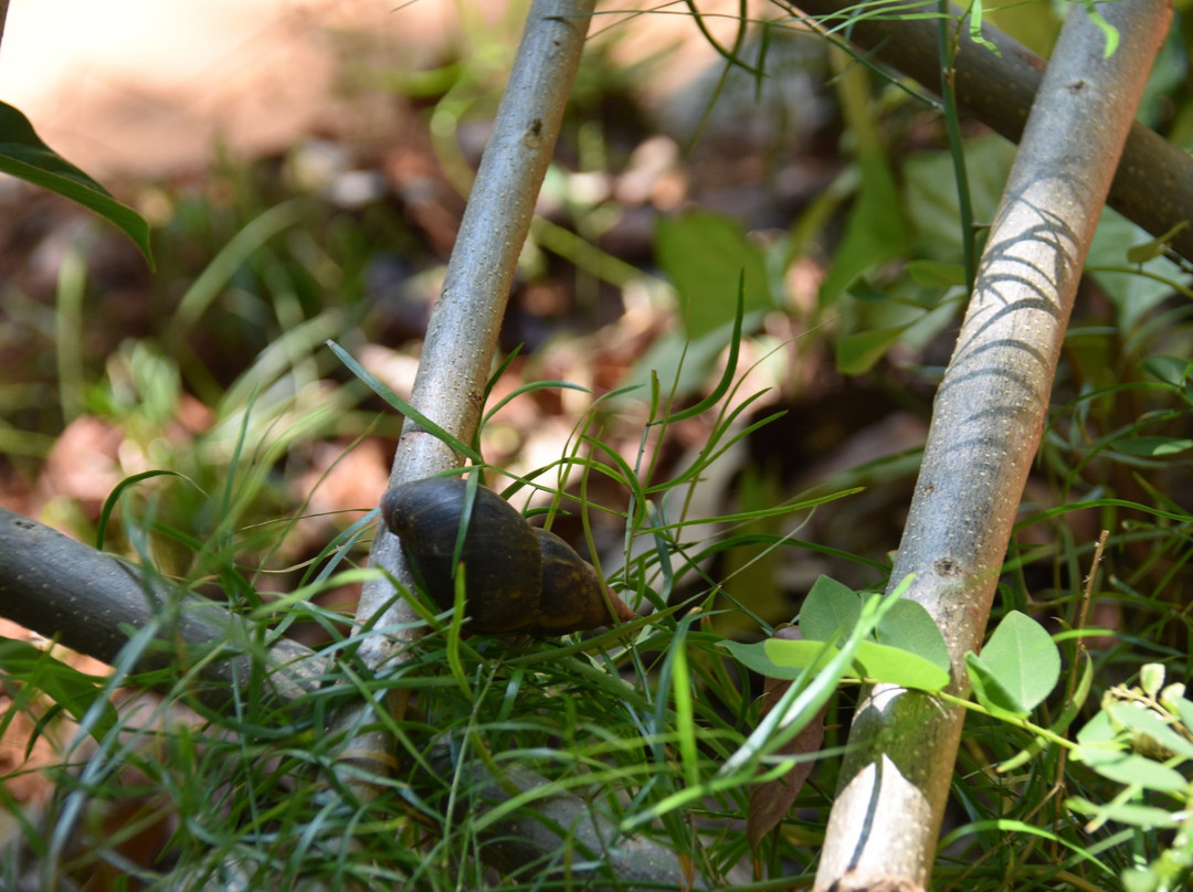Green Land Spice Garden-康提必去景点