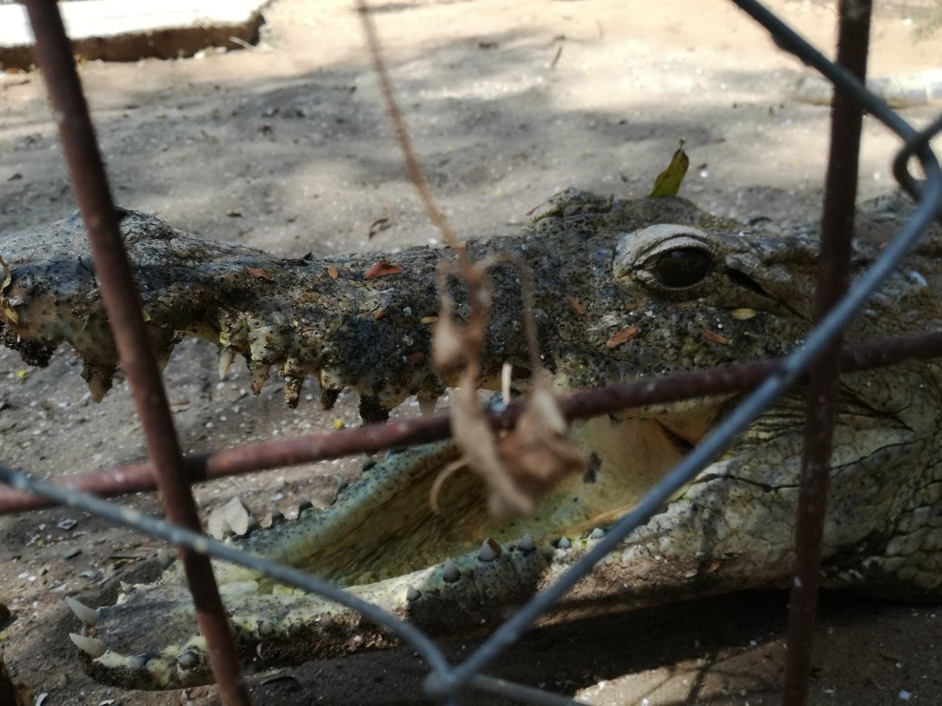 El'Molo Crocodile Park景点图片