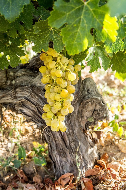 Bodegas Valle del Botijas景点图片