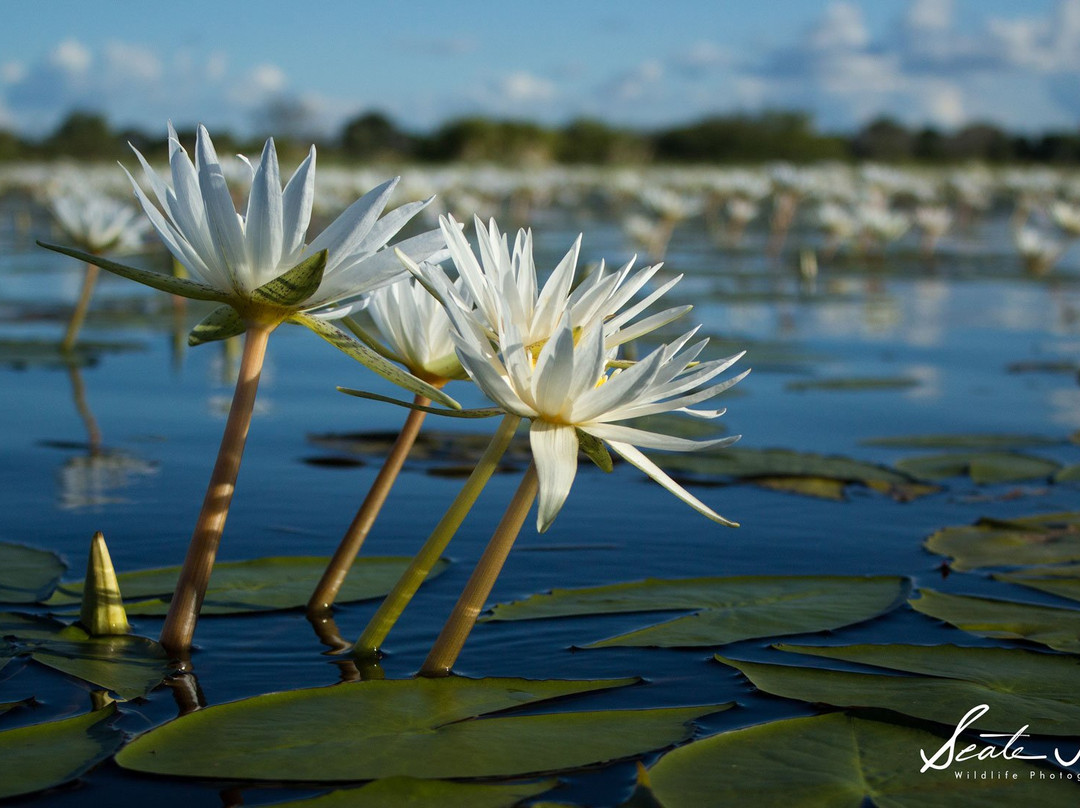 Photo Club Zambezi-Katima Mulilo必去景点