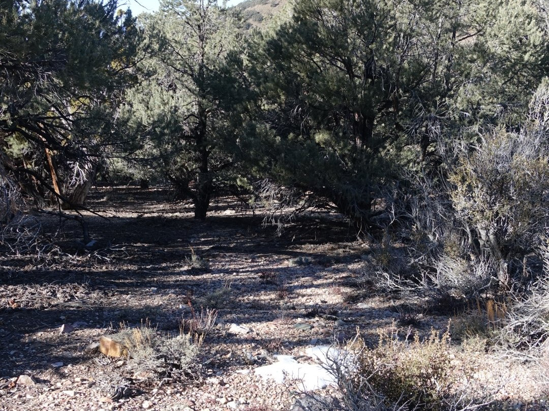 Wildrose Peak Trail-死亡谷国家公园必去景点