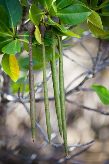 Yagaji Ecotour Network-名护市必去景点