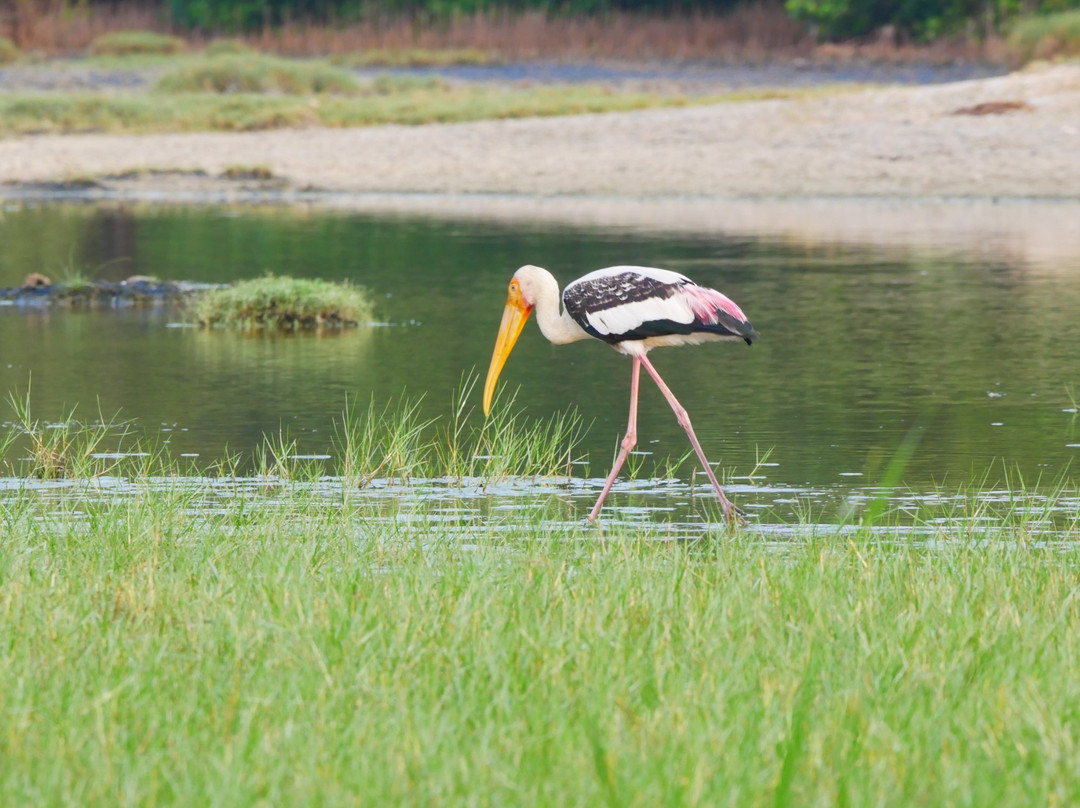 Kalametiya Eco Bird Watching景点图片