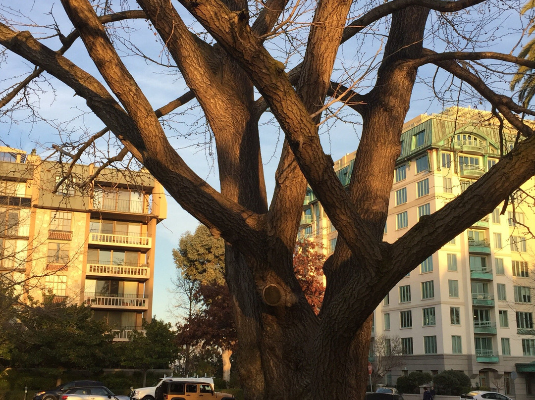 Central Park-圣马特奥必去景点
