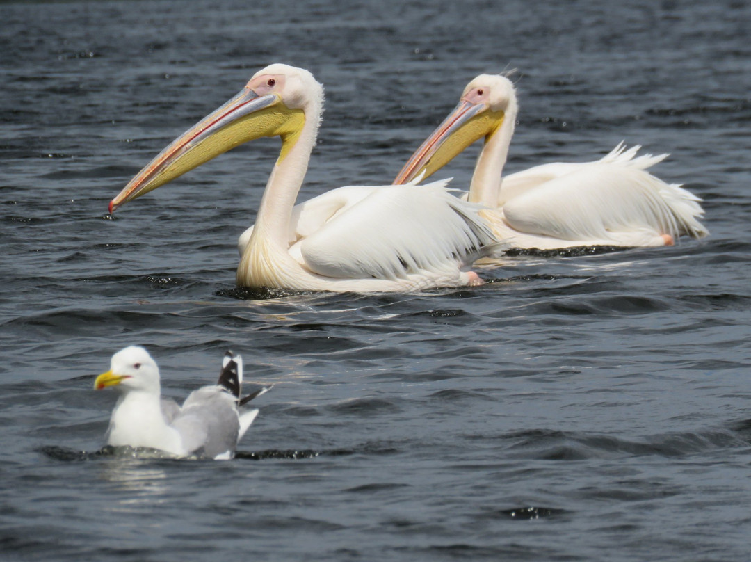 Kayaking and Biking Sulina, Danube Delta-Sulina必去景点