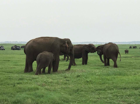 Eranga Kurera Tours-尼甘布必去景点
