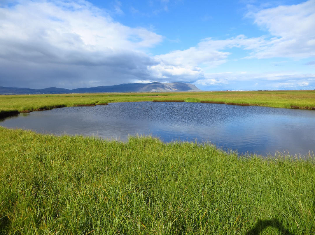 The Flói Bird Reserve景点图片