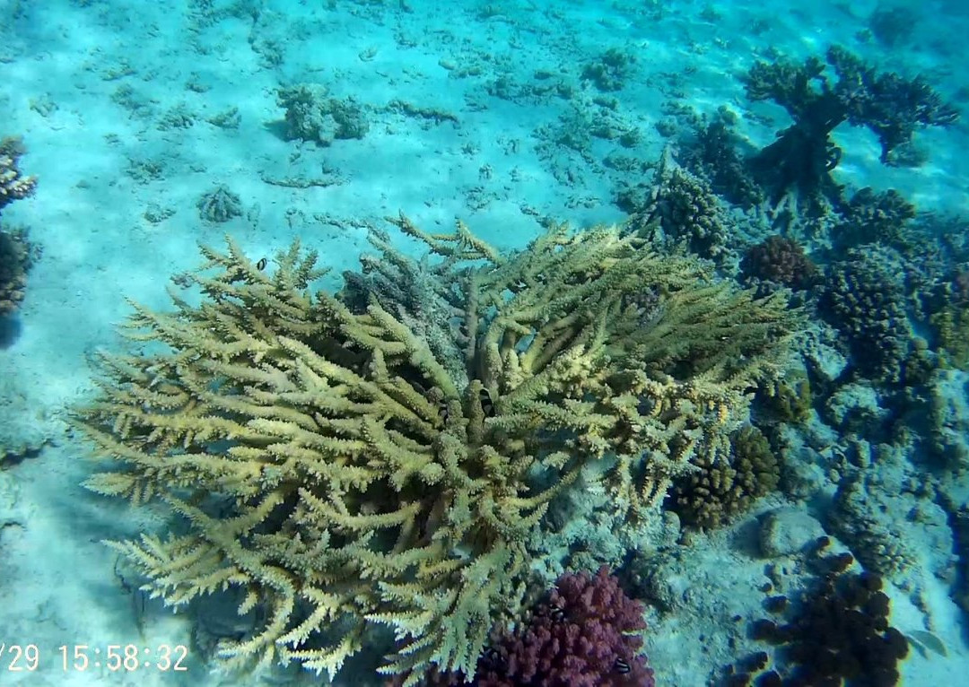 Emperor Divers Hamata-Hamata and Berenice必去景点